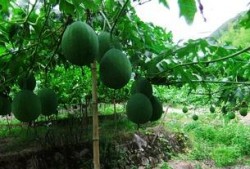 吊瓜什么部位可以吃,从藤蔓到餐桌，探寻可食用部位的奥秘