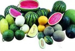 吃瓜前众多爱听的瓜,那些你不知道的幕后故事与瓜料大集合