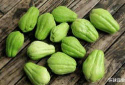 天天吃瓜吃到腻,从天天吃瓜到腻味难耐的瓜界变迁