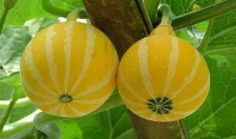 摘瓜吃瓜配乐叫什么来着