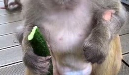 学猴子吃瓜,趣味观察与生活启示