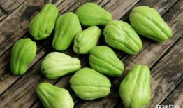 佛手瓜和鸡可以一起吃吗,佛手瓜与鸡肉的搭配禁忌与营养分析