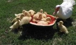 鸭老师吃瓜,揭秘娱乐圈幕后故事