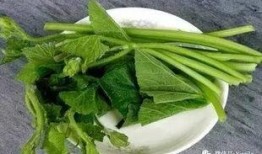 吃瓜梗源头,网络热传背后的故事