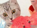 小猫吃瓜怎么画