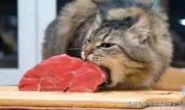 吃瓜猫爆仓,揭秘虚拟货币市场的风险与教训