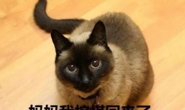 暹罗猫吃瓜,瓜果飘香中的悠闲时光