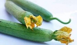 方瓜花芯怎么吃,方瓜花芯的独特食用方法揭秘