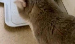 猫饿了吃瓜