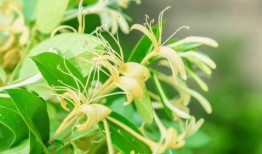 吃瓜的忍冬,探寻吃瓜者的忍冬世界