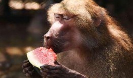 小虫熊角落吃瓜,一场别开生面的吃瓜盛宴