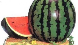 哆啦吃瓜群,揭秘二次元世界的欢乐与争议