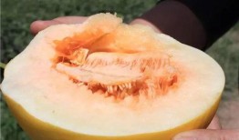 蜜瓜特长就是吃,尽享甜蜜滋味，探索美食新境界