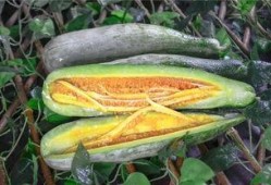 挑战网红吃瓜,揭秘网络红人幕后真相