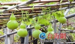 感冒可以吃葫芦瓜吗,感冒期间的天然食疗佳品