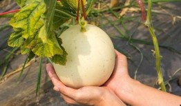 吃干瓜上火吗,揭秘干果热量与上火关系