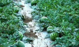 兴义吃瓜,探寻这座城市的美食奥秘