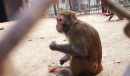 学猴子吃瓜,趣味观察与生活启示