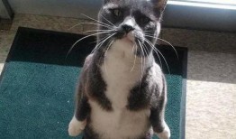 企鹅吃瓜头像,揭秘娱乐圈幕后风云