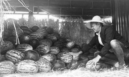 绥阳吃瓜群众事件视频,一场网络舆论的风暴与反思