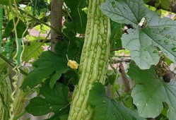 吃凉瓜会解药,揭秘夏日清凉美食的神奇功效