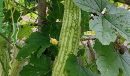 吃凉瓜会解药,揭秘夏日清凉美食的神奇功效