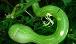 被罚吃蛇瓜,一场奇异的惩罚与反思之旅