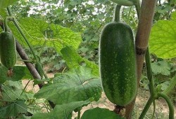 苏州毛瓜怎么吃,苏州毛瓜的多样食法探索