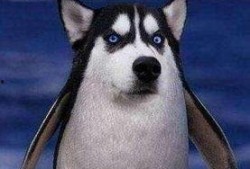 企鹅吃瓜头像,揭秘娱乐圈幕后风云