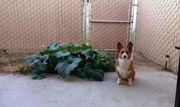 吃方瓜大便橘色,揭秘食物与肠道健康的奇妙关系