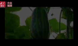 夏至吃瓜群众视频播放,跟随吃瓜群众探寻视频播放背后的故事