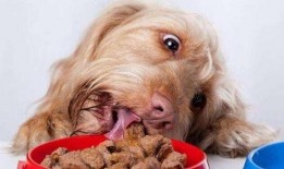 狗狗吃三叶瓜,揭秘潜在风险与应对措施