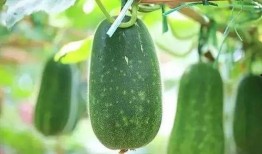 吃啥瓜呢,吃啥瓜呢，带你领略明星幕后故事