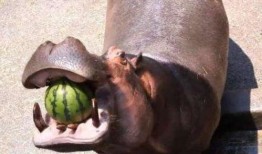 河马张嘴吃瓜,趣味瞬间捕捉生态和谐