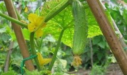 韩城巧玲吃瓜视频,揭秘娱乐圈幕后故事