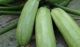 西音学院吃瓜,校园风云录