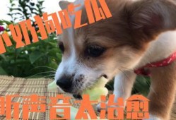 小狗可以吃扶手瓜,扶手瓜的甜蜜诱惑