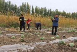 吃瓜群众岱岱宗