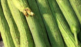 根瓜可以吃吗,揭秘根瓜的营养与食用方法