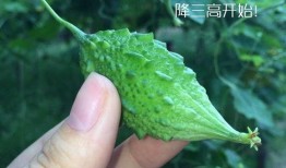 小蛤蟆吃瓜,小蛤蟆的夏日瓜果盛宴