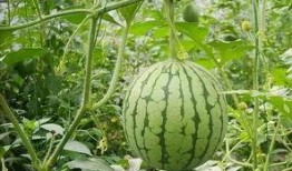 吃瓜郭昱麟西瓜,西瓜界的“瓜王”传奇