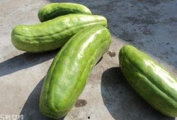 脆瓜怎么吃 脆瓜能吃吗,脆瓜的食用方法与安全性解析