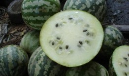 马蹦瓜怎么吃,解锁美味新体验