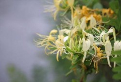 吃瓜的忍冬,探寻吃瓜者的忍冬世界