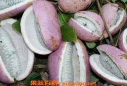 吃云南八月瓜,夏日里的甜蜜探险之旅