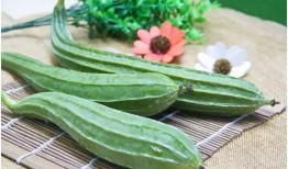 春天可以吃八棱瓜吗女生,八棱瓜，女生春季养生佳选