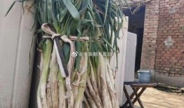 吃瓜梗源头,网络热传背后的故事