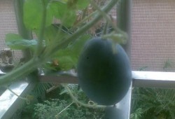 阳台吃瓜搞笑时刻