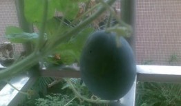 阳台吃瓜搞笑时刻