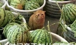 酒后要渣男吃瓜,揭秘酒后的真实面目